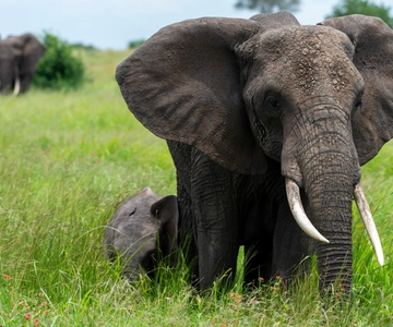 Tanzania: 10-Day Safari, Culture, and Zanzibar Tour