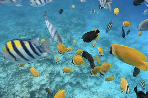 Zanzibar: Dolphin Swim & Snorkeling Guided Tour