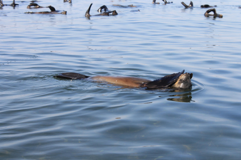 Swakopmund: 3-in-1 Kayaking, Sandboarding, & Quad Bike Tour