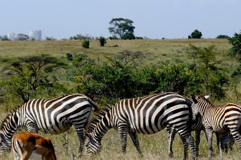 Nationaal Park Nairobi - Halve dag gamedrive: wildhoofdstad