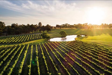 Swan Valley: Tour with 5 star Culinary Chefs 5 course lunch. - Image 2
