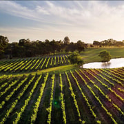 Swan Valley: Tour with 5 star Culinary Chefs 5 course lunch.