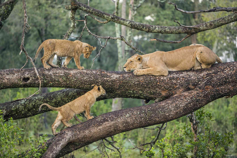 Entdecke die Majestät des Tarangire Nationalparks: Ein Ein-Tages