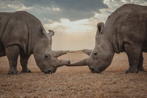 Nairobi: gita di 1 giorno alla riserva di Ol Pejeta con pick-up in hotel