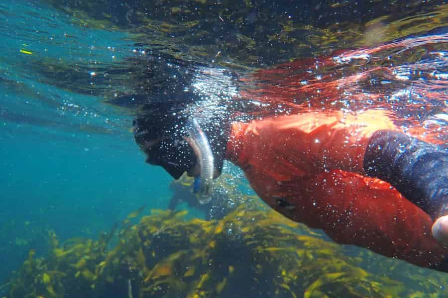 Kapstadt: Geführter Schnorchelgang im Großen Afrikanischen Seewald. Foto: GetYourGuide Kapstadt: Geführter Schnorchelgang im Großen Afrikanischen Seewald. Foto: GetYourGuide