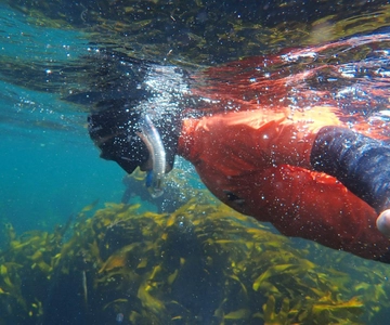 Cape Town: Great African Sea Forest Guided Snorkel