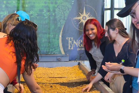 Boquete: Geisha Coffee Plantation Tour with Tasting