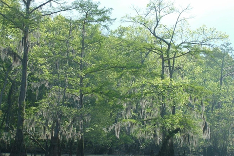 New Orleans: Honey Island Swamp Boat Tour with a Guide Tour with Meeting Point