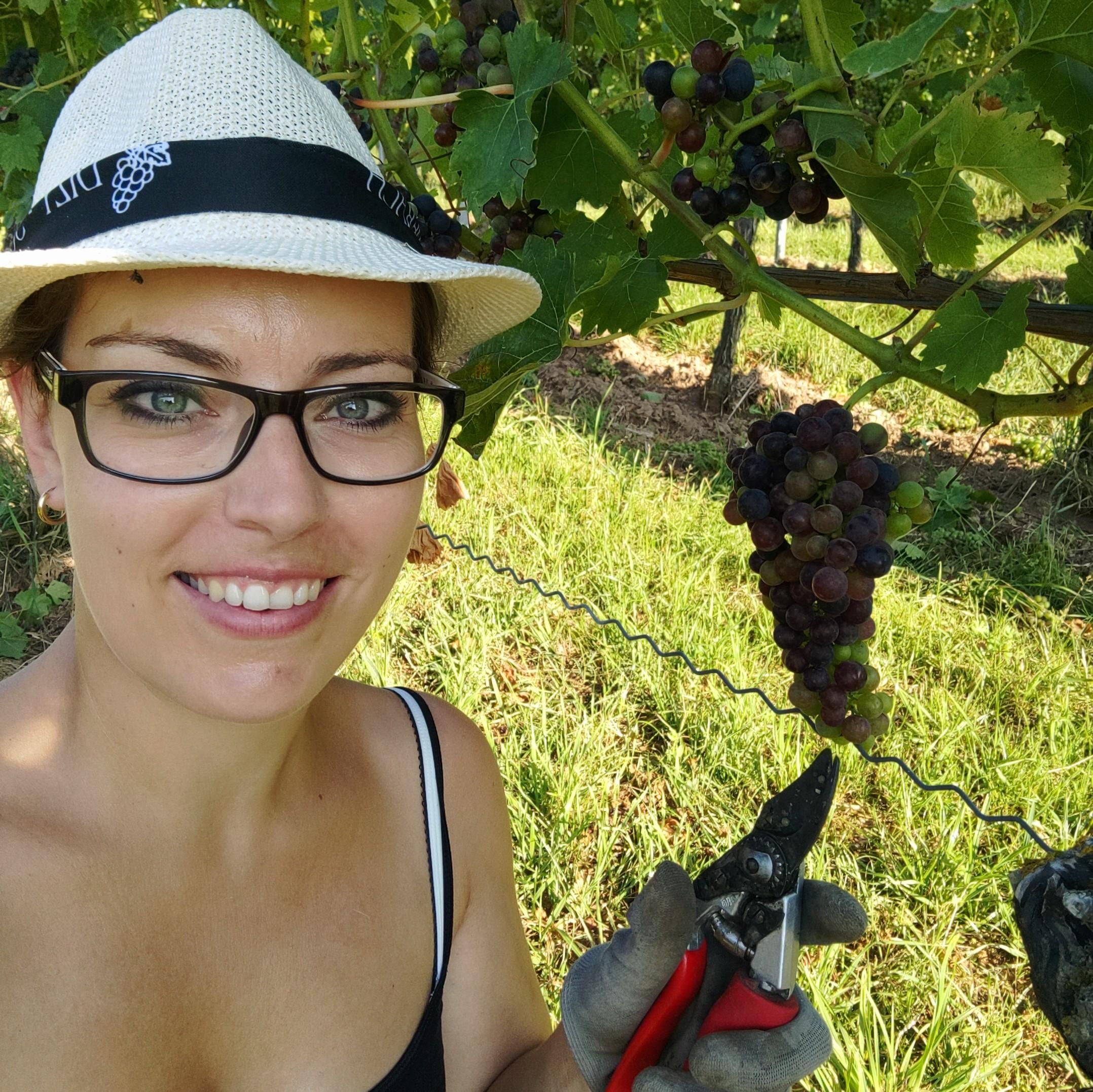 Sommerach: individuelle Weinverkostung nach Ihren persönlichen Weinwünschen