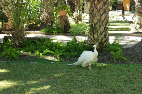 Från Alicante: Tur till den nationella botaniska trädgården