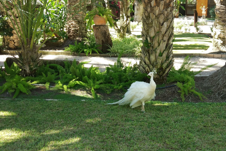 Vanuit Alicante: Tour naar de Nationale Botanische Tuin