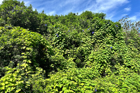 Cala en Blanes: Secret spots for the best dives with a local guide
