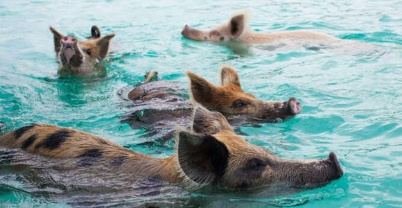 Nassau Bucket List: Private Full-Day Exploration Tour