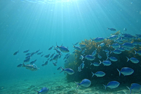 From Leigh: Goat Island Introductory Diving Experience