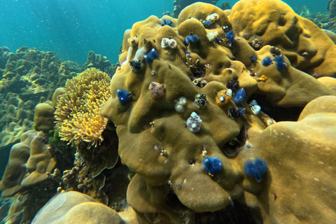 Ko Lanta: Koh Rok &amp; Koh Haa snorkelen in de Andaman edelstenen tour