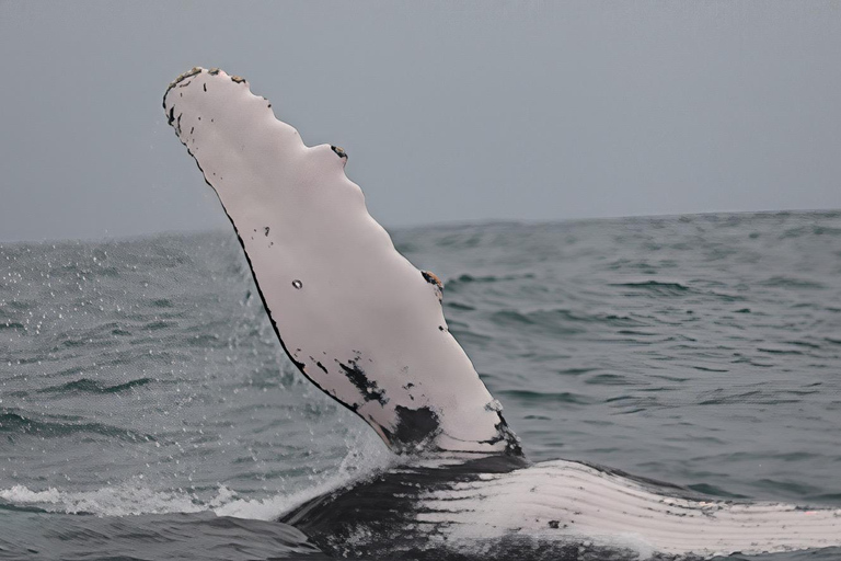 Whale Watching Maputo