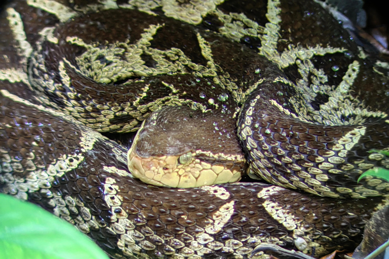 مانويل أنطونيو: جولة بالقارب بين أشجار المانغروف لمشاهدة الحيوانات