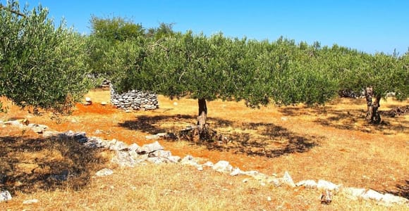 Zadar, Šibenik: Olivenöl, Wein- und Verkostung, Selbstfahrer