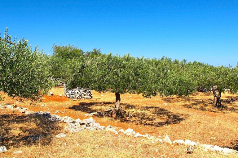 Olive Park Self Drive - Öl-, Wein- und LebensmittelverkostungOlivenmühlentour, Öl, Wein &amp; Essen erleben - Selbstfahrer