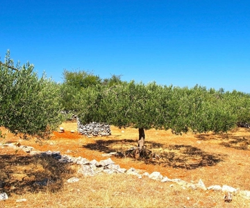 Zadar, Šibenik: degustação de azeite, vinho e comida, viagem independente