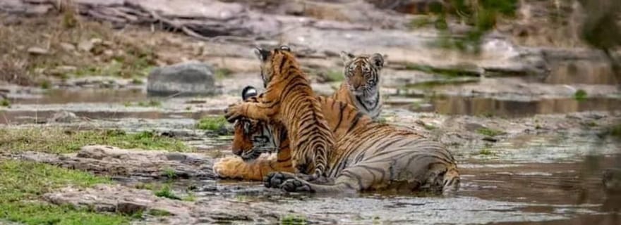 Depuis Ranthambore : Safari officiel des tigres en voiture avec guide