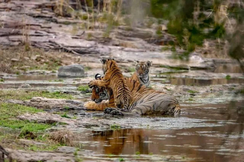 Depuis Ranthambore : Safari officiel des tigres en voiture avec guideSafari tigre pour - Citoyen indien uniquement