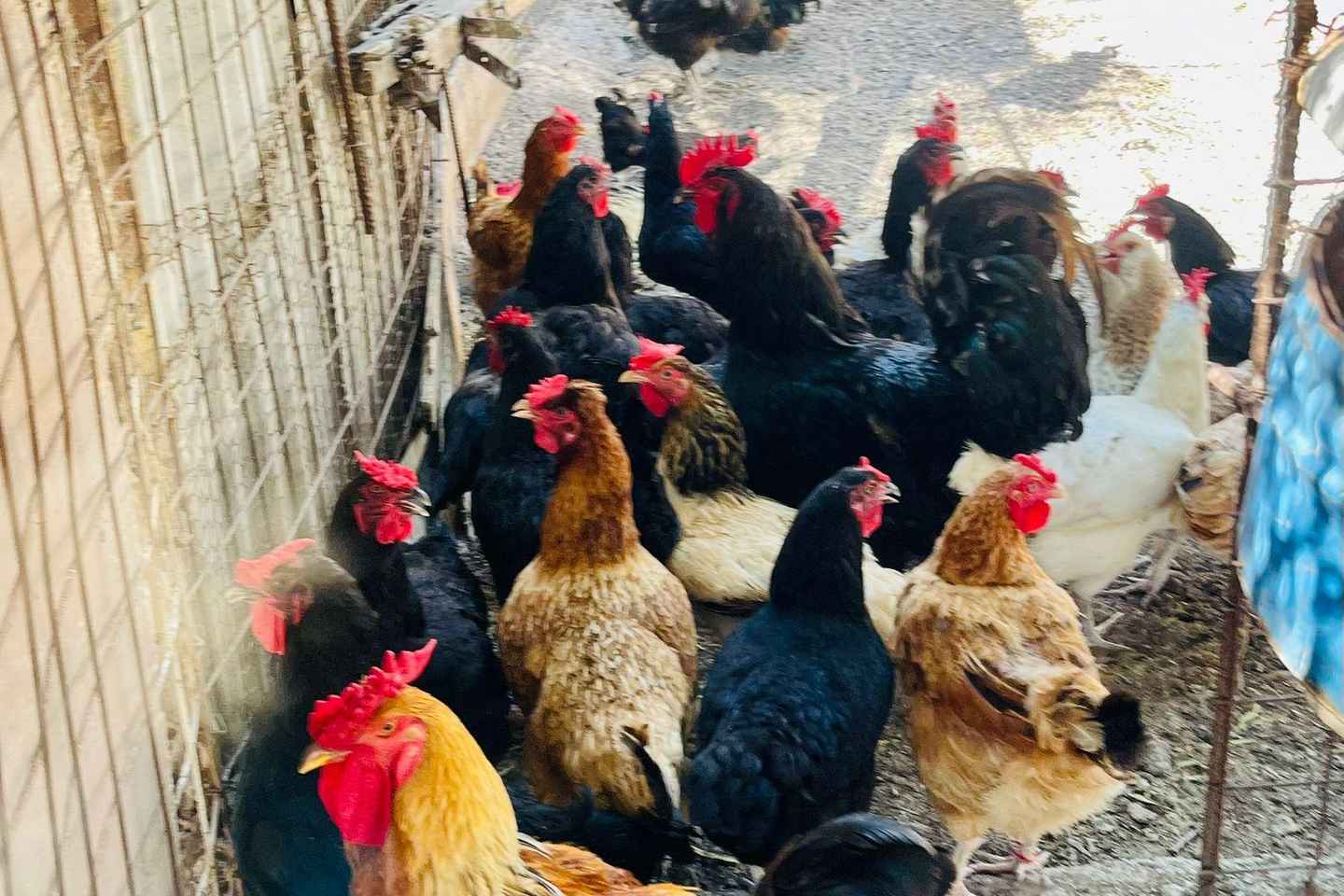 「ナクソスで楽しむペリヴォリ農場と薪料理教室」