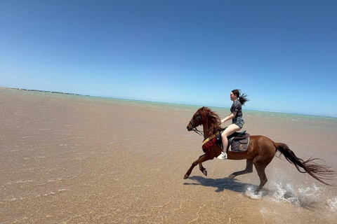 Hurghada: Horse Riding in the Desert & Beach Experience 1 HR Desert Horse Riding Experience without transfer