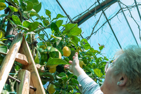 Naples: Mozzarella Experience, Taste of Southern Italy Naples: Mozzarella experience