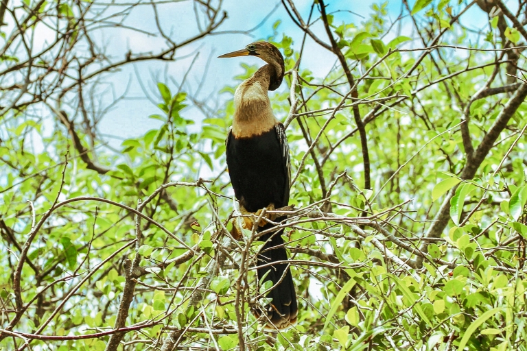 Rejs poduszkowcem po Parku Narodowym Everglades i pokaz