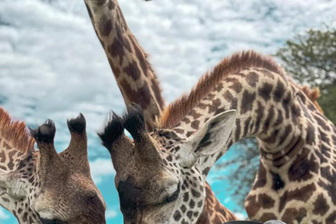 DÍA DE LA FAUNA SERVAL - EXCURSIÓN DESDE ARUSHA, MOSHI O ZANZÍBAR.