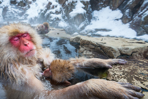 Nagano Tokyo: Snow Monkey Private Day Tour Hotel Pick & Drop Snow Monkey Private Day Tour Hotel Pick & Drop Off In Crown