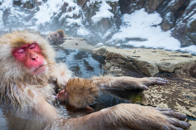 Nagano Tokyo: Snow Monkey Private Day Tour Hotel Pick & Drop Snow Monkey Private Day Tour Hotel Pick & Drop Off In Crown