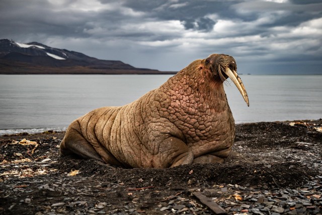 Visit Walrus Safari tour by open boat in Longyearbyen