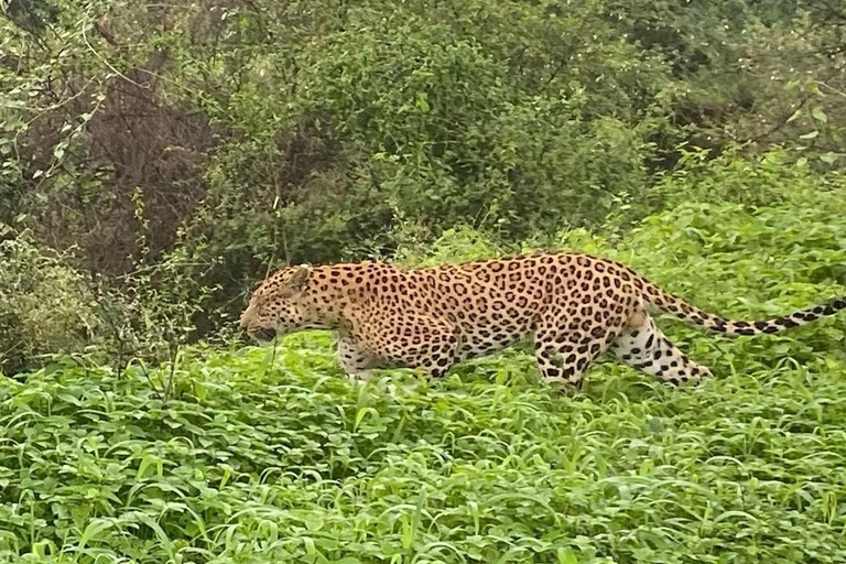 2-dagars lyxig stadsvandring i Jaipur med tiger- och leopardsafariResa utan boende