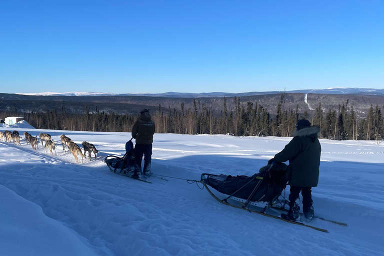 Fairbanks: 2 Hour Basic Dog Mushing School