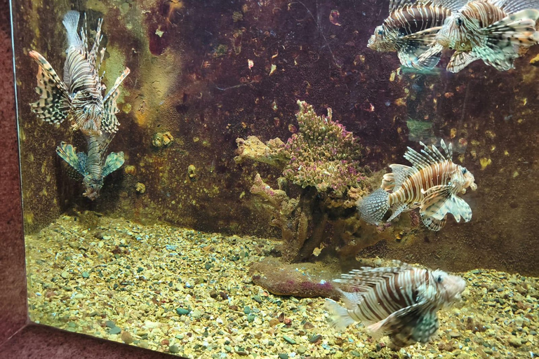 Hurghada: Hurghada City Tour with optional Red Sea Aquarium Group Hurghada City Tour