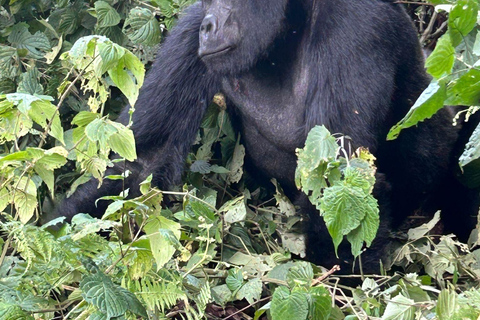 3 days Gorilla tracking in Bwindi Forest in Uganda