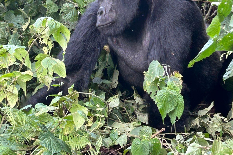 3 days Gorilla tracking in Bwindi Forest in Uganda