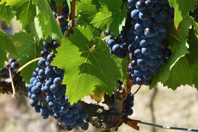 Abbey Tour, Wine Tasting and Light Lunch near Pisa English