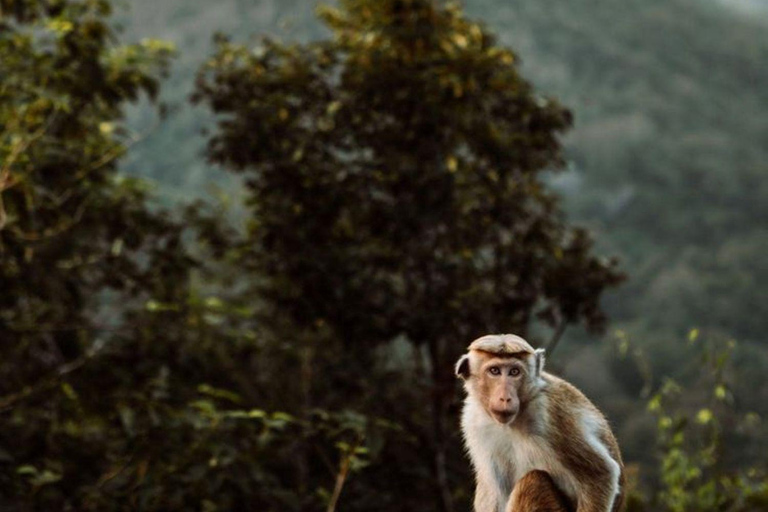 Sigiriya Rock, Dambulla Cave & Cart Rides One Day Trip Luxury Tour from Colombo, Negombo or Mount Lavinia
