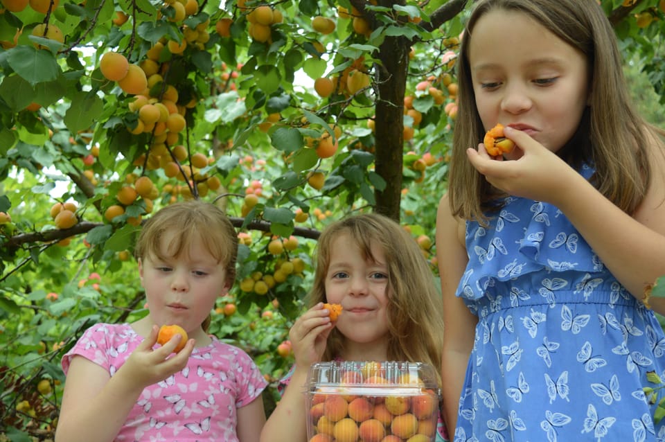 Picking de frutas y tour de la naturaleza Yarra Valley & Warburton - Housity