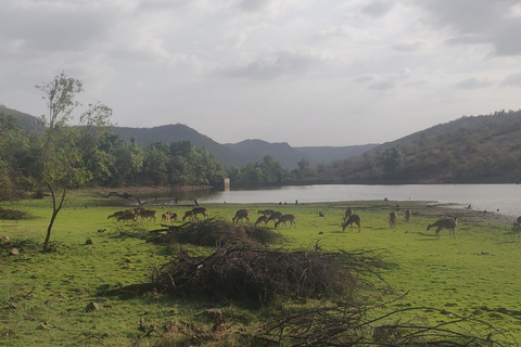 Escursione di un giorno al safari della tigre di Ranthambore da Jaipur - Tutto inclusoSafari mattutino con le tigri da Jaipur in auto