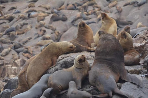 Lima: Palomino Island Marine Adventure Tour swimming with Sea Lions