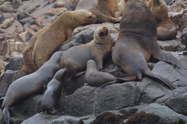 Lima: Tour a Isla Palomino Aventura Marina