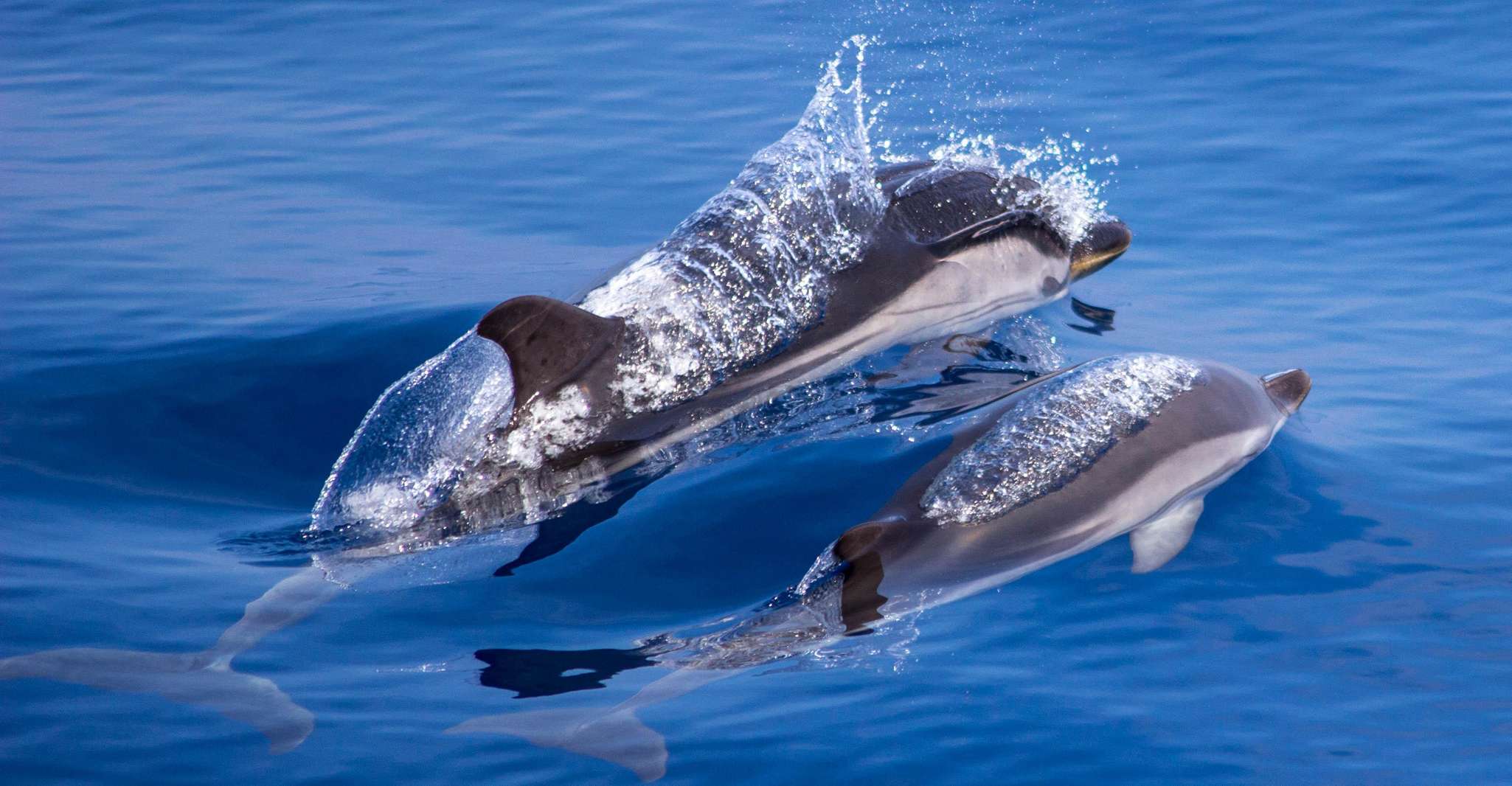 Départ de Villefranche-sur-Mer , Rencontre avec les Dauphins - Housity