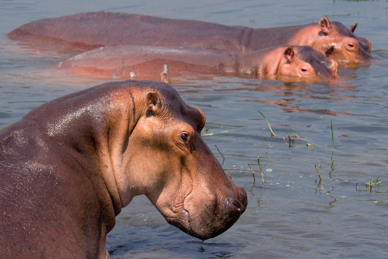 Kampala: Lake Mburo National Park 2-Day Safari Tour