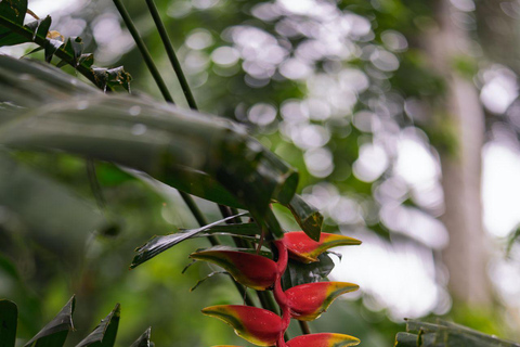 Puerto Maldonado: Collpa Chuncho 2-Day Jungle Tour