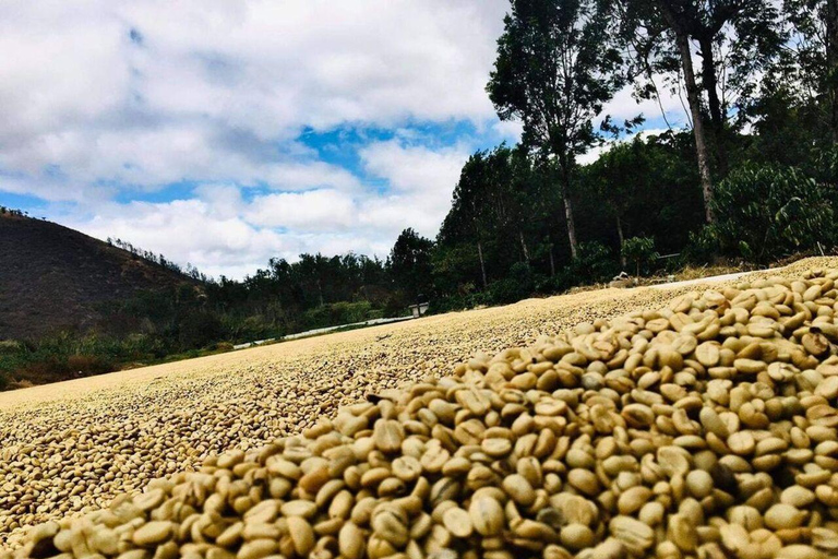 تجربة أنتيغوا غواتيمالا المتميزة + غداء