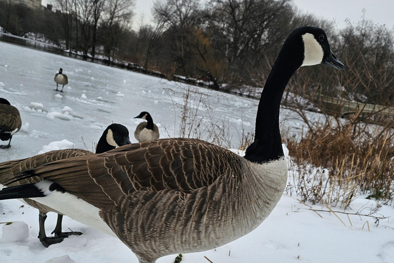 Guided Pedicab Tour in Central Park